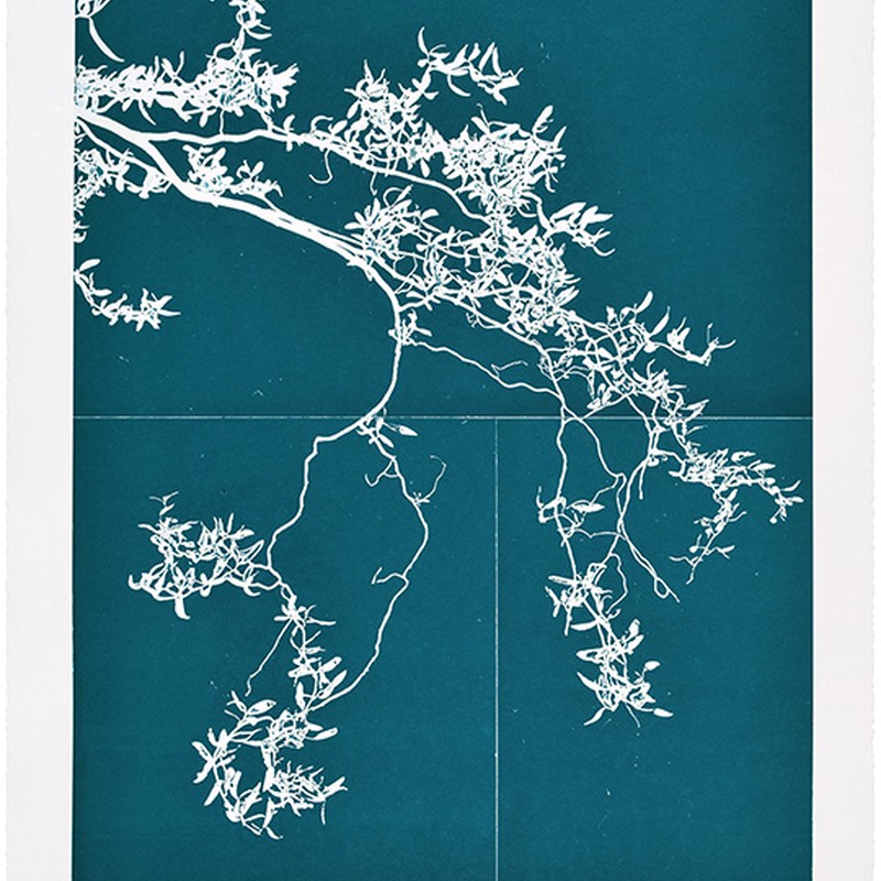 Salix #1