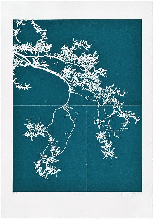 Salix #1