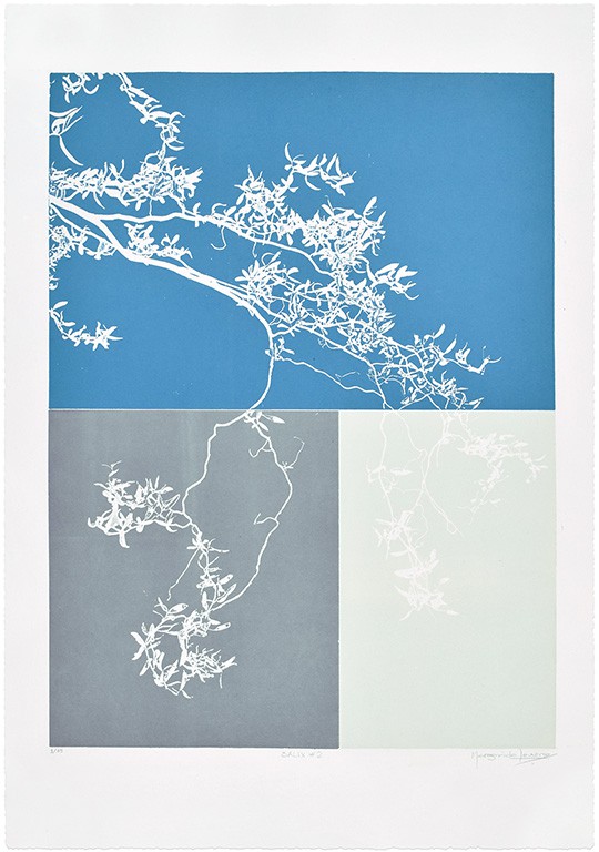 Salix #2