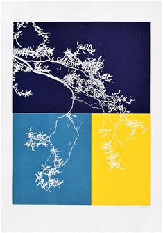 Salix #3