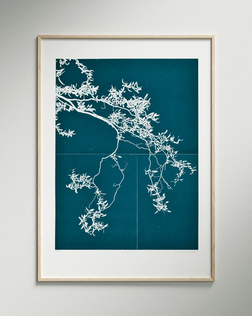 Salix #1