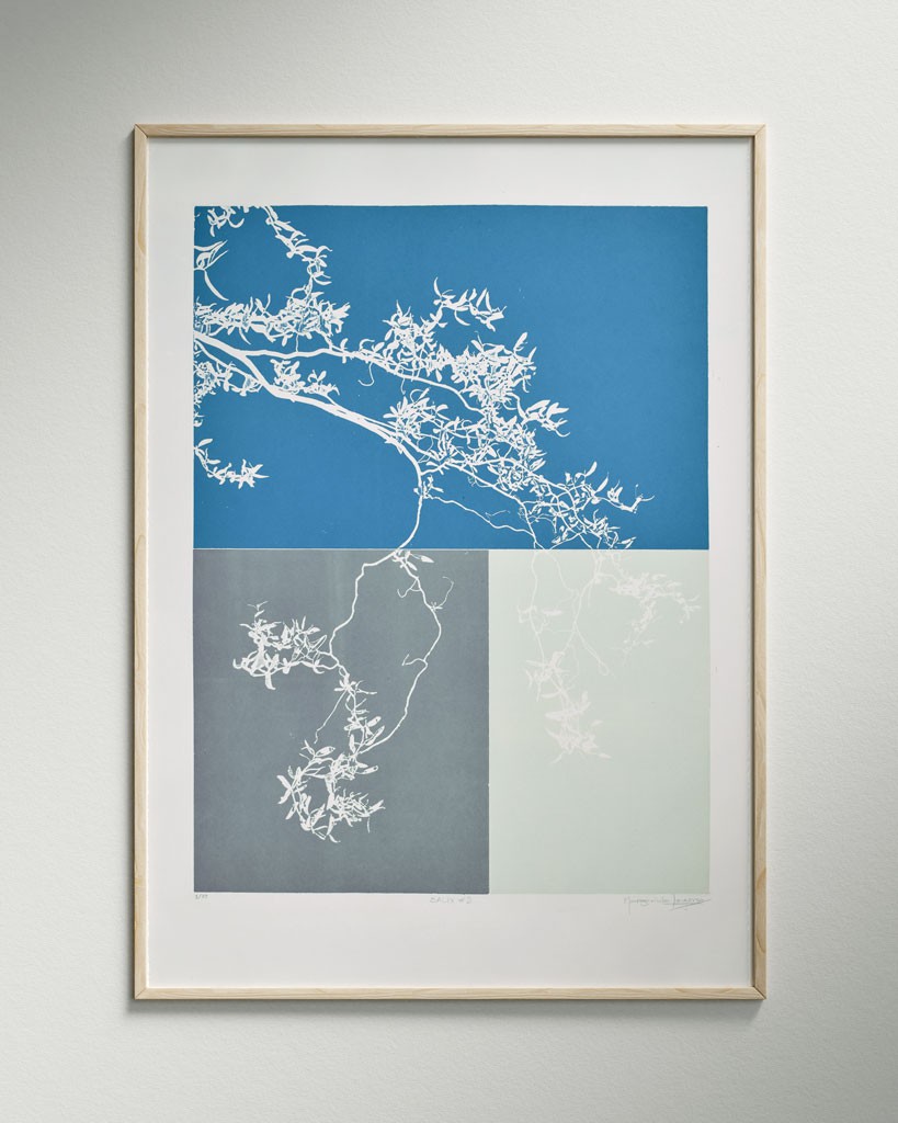 Salix #2