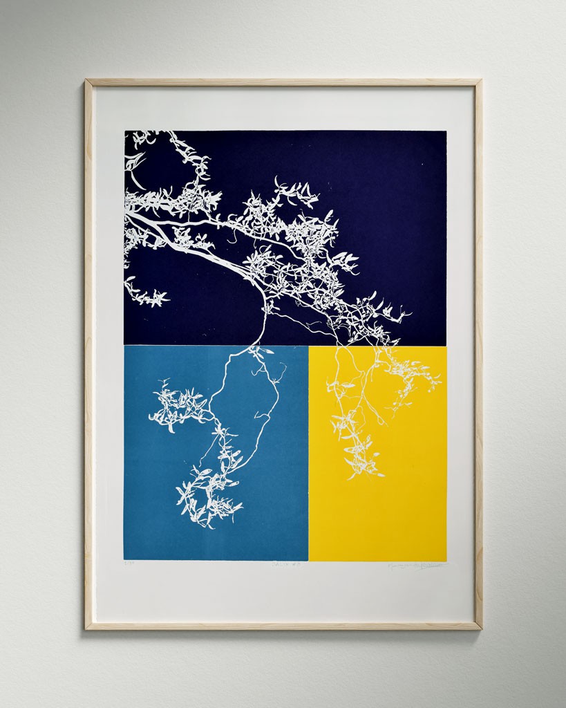 Salix #3